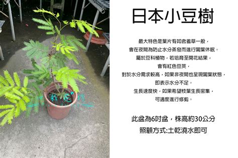 小豆樹生長速度